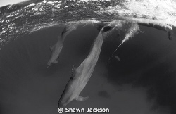 Bottlenose dolphins. by Shawn Jackson 